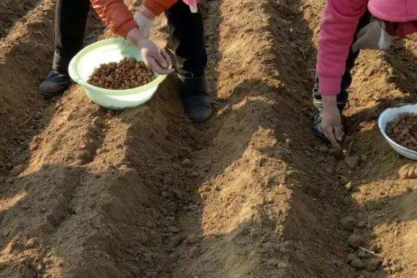 草莓的种植方法