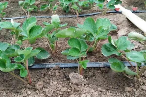 草莓的种植方法