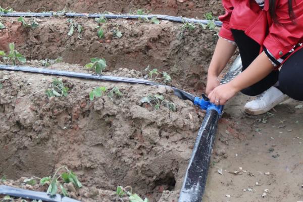 草莓的种植方法