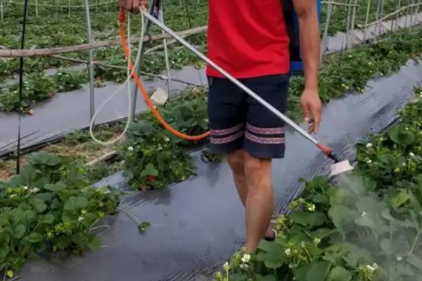 草莓的种植方法