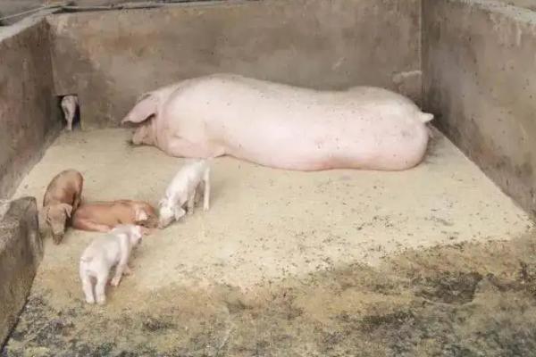 猪怎样喂养才能长得快,喂饲料的猪和粮食猪的区别