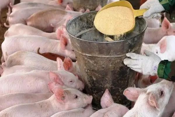 猪怎样喂养才能长得快,喂饲料的猪和粮食猪的区别