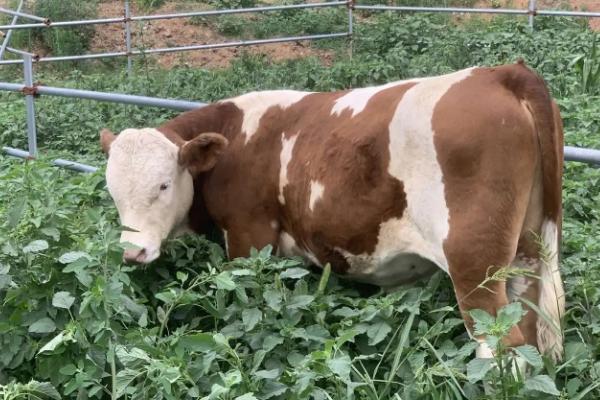 牛的简单介绍,牛的四个胃分别叫什么,真胃是哪个胃