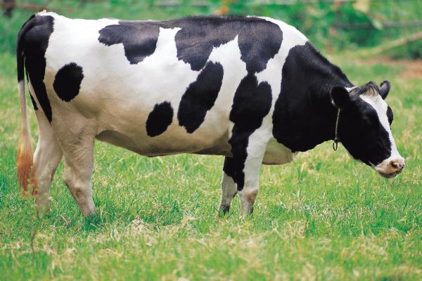 牛的简单介绍,牛的四个胃分别叫什么,真胃是哪个胃