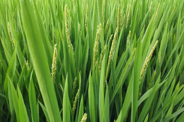 早稻和晚稻有什么区别，哪个更好吃