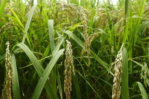 早稻和晚稻有什么区别，哪个更好吃