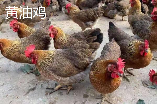 黄油鸡和普通鸡区别,是什么品种的鸡