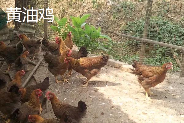 黄油鸡和普通鸡区别,是什么品种的鸡