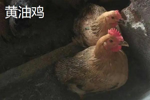 黄油鸡和普通鸡区别,是什么品种的鸡