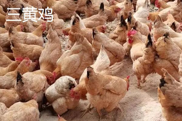 黄油鸡和普通鸡区别,是什么品种的鸡