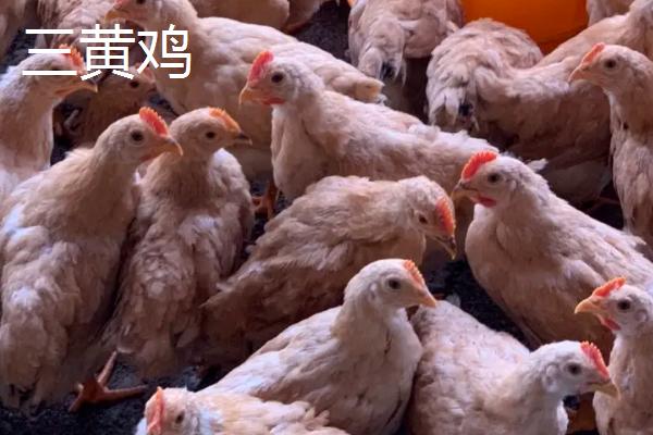 黄油鸡和普通鸡区别,是什么品种的鸡