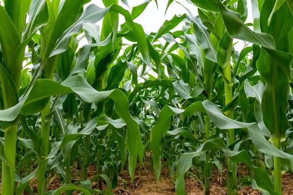 好的玉米种子不具备什么条件,玉米种子什么品种好