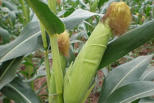 好的玉米种子不具备什么条件,玉米种子什么品种好