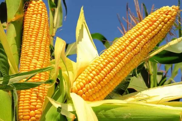 好的玉米种子不具备什么条件,玉米种子什么品种好