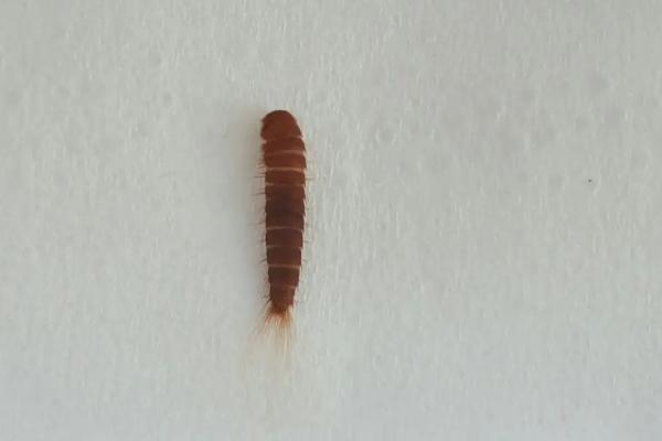 皮蠹幼虫发现一只会有很多吗，皮蠹怎么能彻底消灭