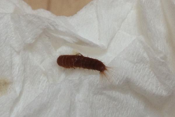 皮蠹幼虫发现一只会有很多吗，皮蠹怎么能彻底消灭