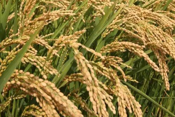 粳稻主要产自我国哪个地区,和籼稻的区别