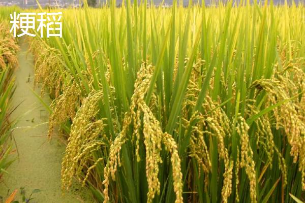 粳稻主要产自我国哪个地区,和籼稻的区别