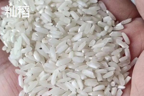 粳稻主要产自我国哪个地区,和籼稻的区别