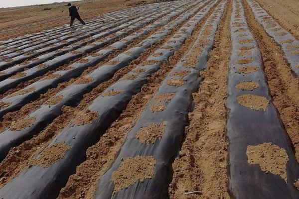 种花生用多宽的地膜，种花生用白地膜好还是黑地膜好