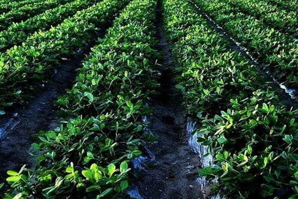 种花生用多宽的地膜，种花生用白地膜好还是黑地膜好