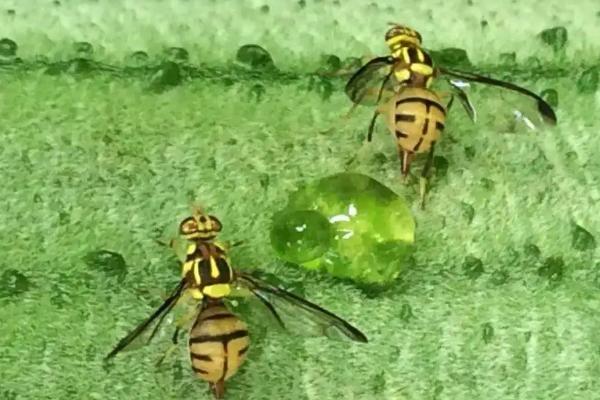 瓜实蝇防治特效药,与果实蝇有什么区别