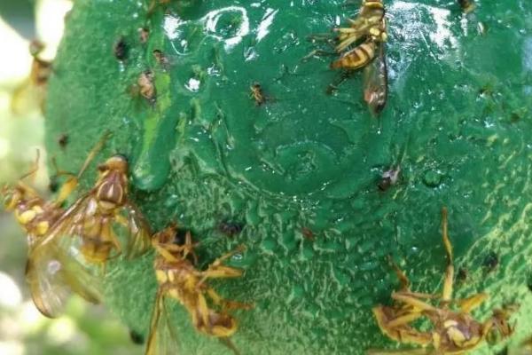 瓜实蝇防治特效药,与果实蝇有什么区别