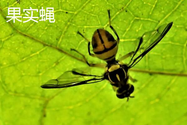 瓜实蝇防治特效药,与果实蝇有什么区别