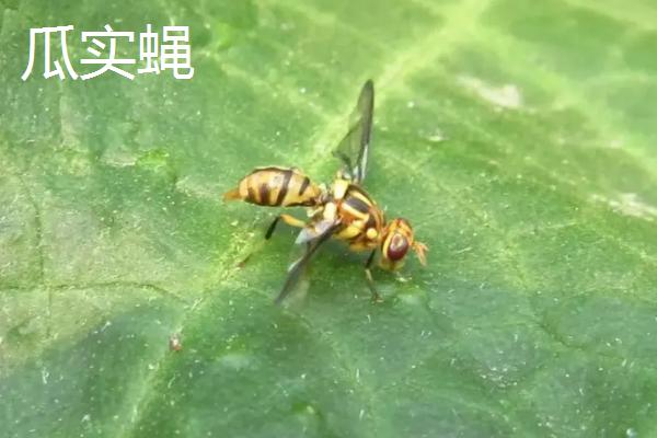 瓜实蝇防治特效药,与果实蝇有什么区别