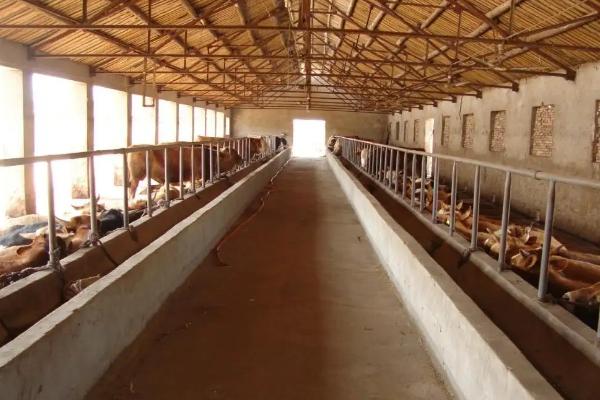 农村养牛的方法和技术，养牛大棚如何搭建