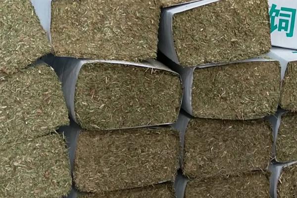 农村养牛的方法和技术，养牛大棚如何搭建