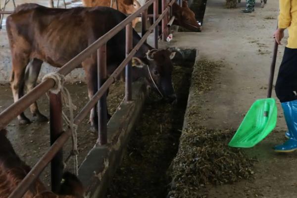 农村养牛的方法和技术，养牛大棚如何搭建