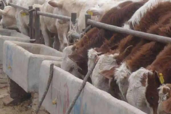 农村养牛的方法和技术，养牛大棚如何搭建