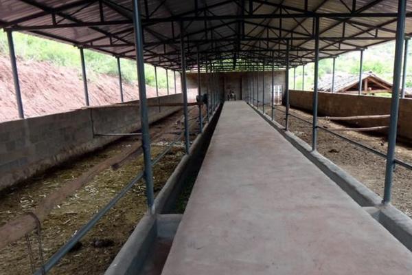 农村养牛的方法和技术，养牛大棚如何搭建