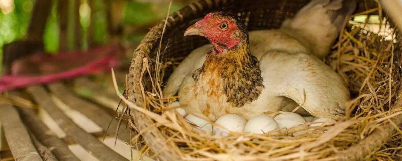 母鸡下一个蛋需几分钟,母鸡每天都会下蛋吗