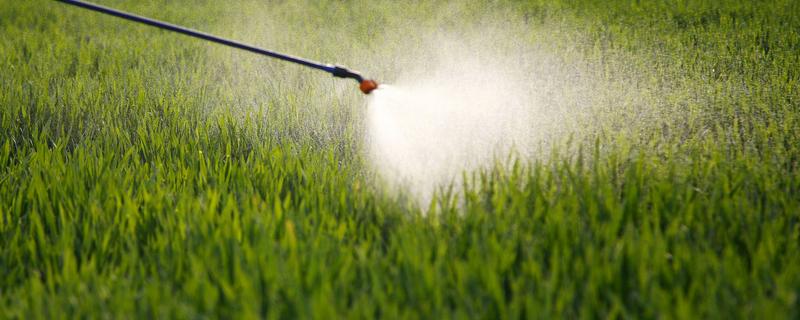 小麦过了清明还能打除草剂吗,小麦除草剂药害怎么办