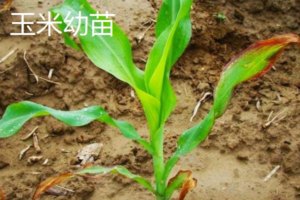 玉米移栽苗龄多少天,玉米移栽多久才能施肥