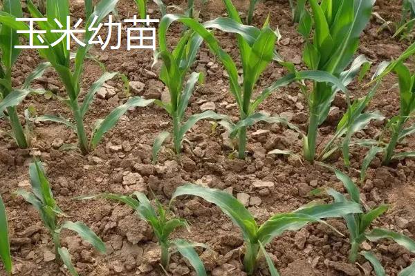 玉米移栽苗龄多少天,玉米移栽多久才能施肥