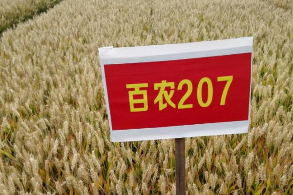百农307与207小麦的区别,307小麦是优质麦吗