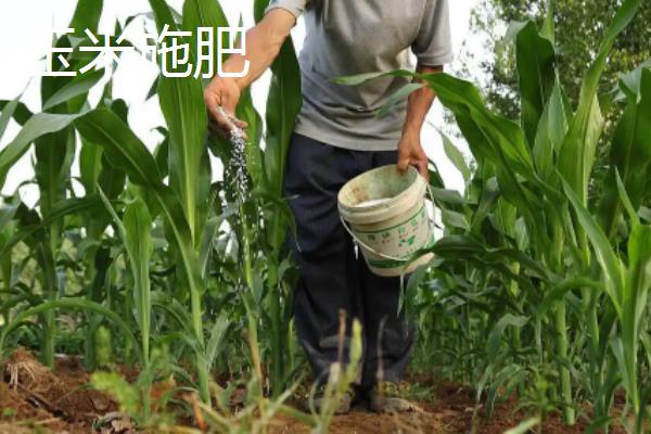 玉米移栽苗龄多少天,玉米移栽多久才能施肥