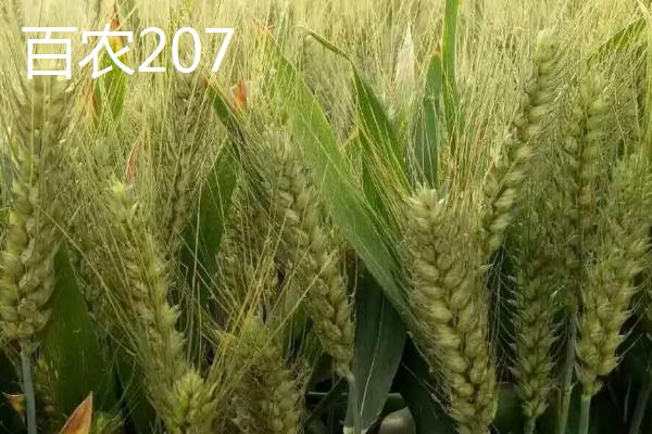 百农307与207小麦的区别,307小麦是优质麦吗