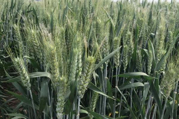 百农307与207小麦的区别,307小麦是优质麦吗