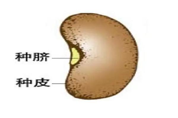 菜豆种子和玉米种子的相同点和不同点，菜豆种子是单子叶还是双子叶