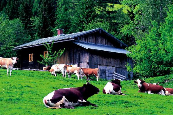 畜牧业对环境的影响，乳畜业和畜牧业的区别