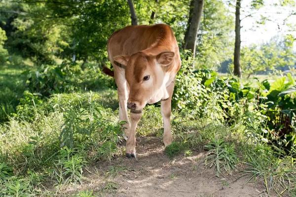 牛犊正常体温是多少,牛犊是指多大的牛