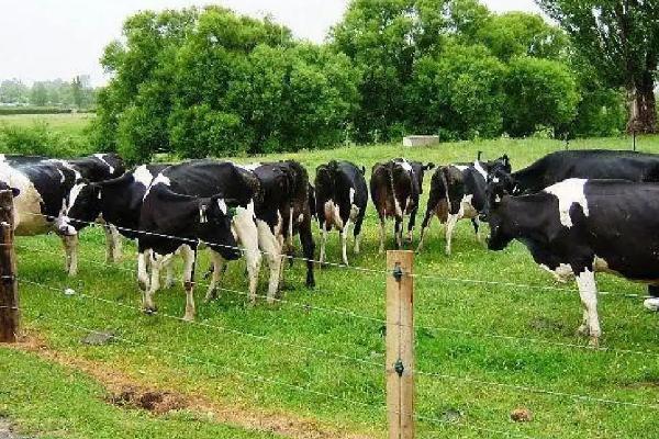 畜牧业对环境的影响，乳畜业和畜牧业的区别