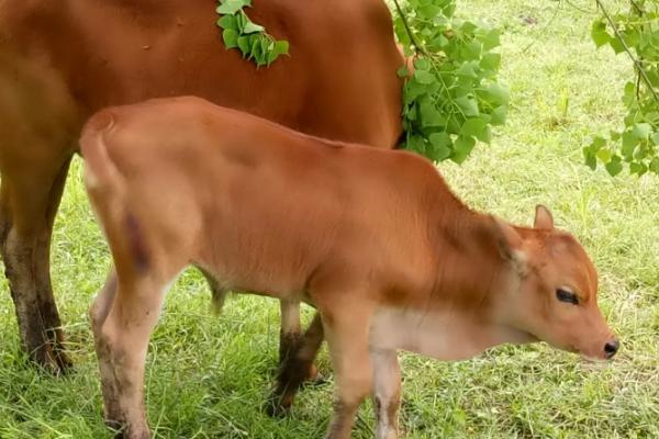 牛犊正常体温是多少,牛犊是指多大的牛