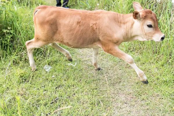 牛犊正常体温是多少,牛犊是指多大的牛
