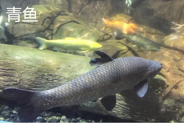 青鱼与草鱼区别图示,养虾为什么放草鱼
