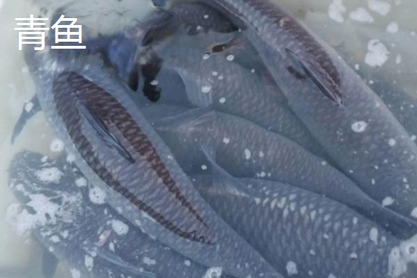 青鱼与草鱼区别图示,养虾为什么放草鱼